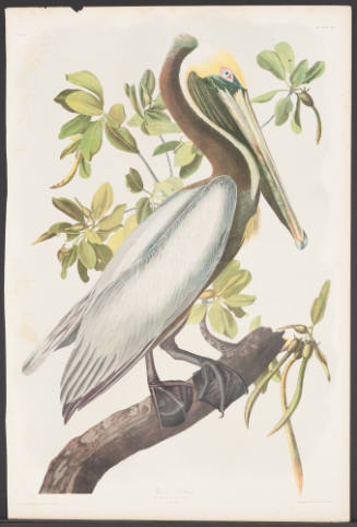 Brown Pelican