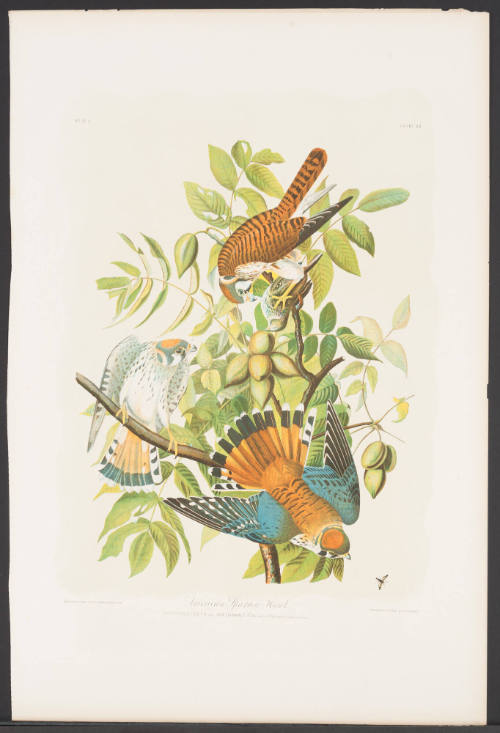 American Sparrow Hawk