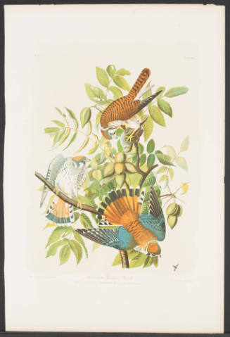 American Sparrow Hawk