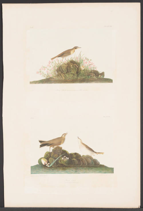 Prairie Titlark and Brown Titlark