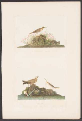 Prairie Titlark and Brown Titlark