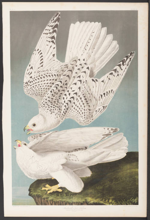 Iceland or Ter Falcon