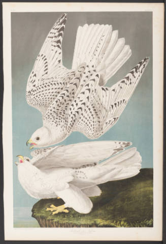 Iceland or Ter Falcon