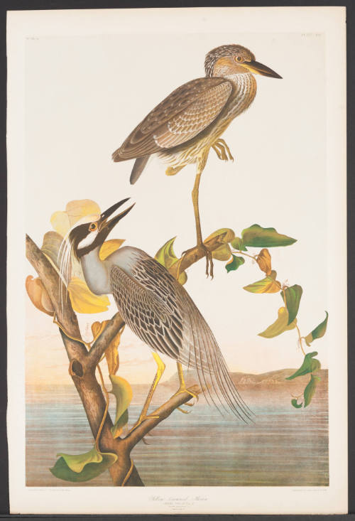 Yellow-Crowned Heron