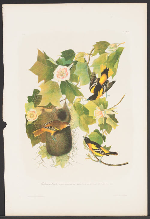 Baltimore Oriole