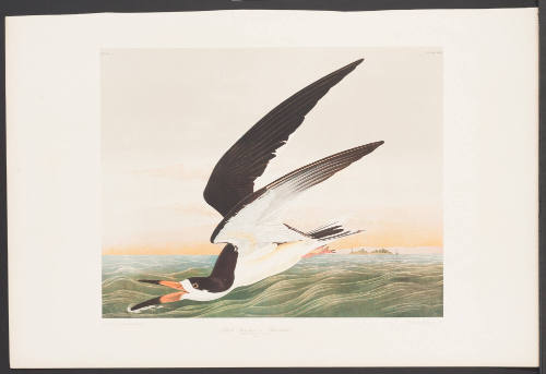 Black Skimmer or Shearwater