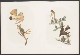 Great Crested Flycatcher / Olive Sided Flycatcher