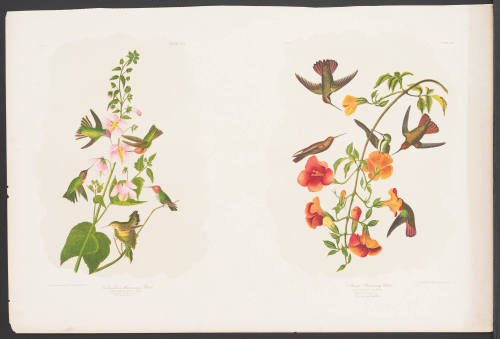 Columbian Humming Bird / Mango Humming Bird