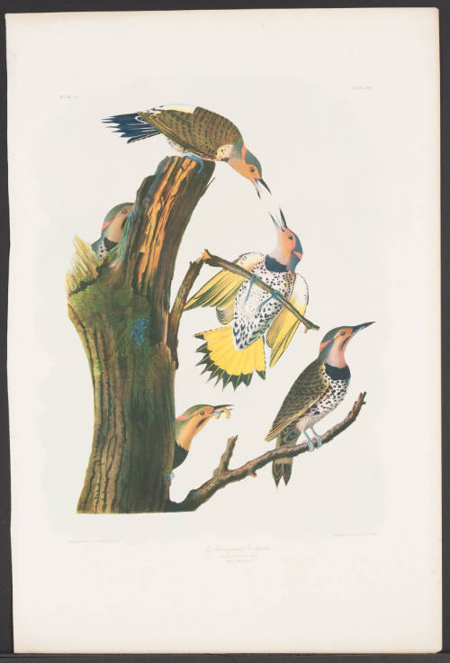 Golden-Winged Woodpecker