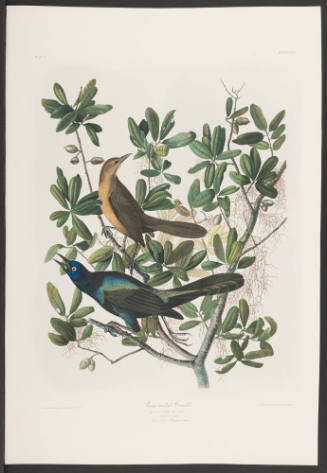 Boat-Tailed Grackle