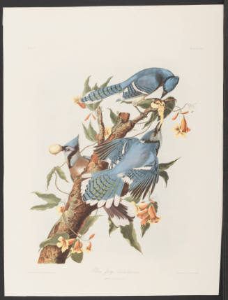 Blue Jay