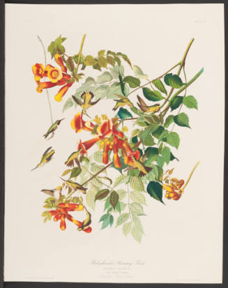 Ruby-Throated Humming Bird