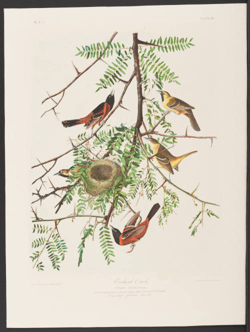 Orchard Oriole