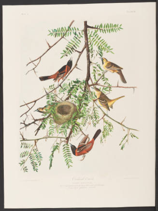 Orchard Oriole