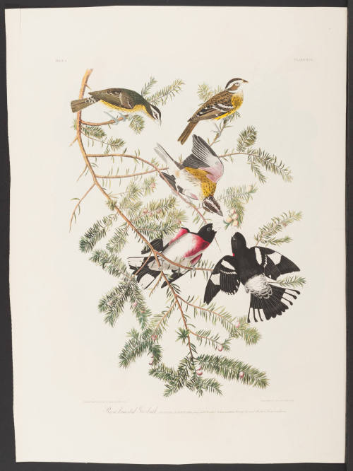 Rose-Breasted Grosbeak