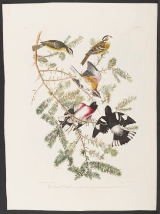 Rose-Breasted Grosbeak