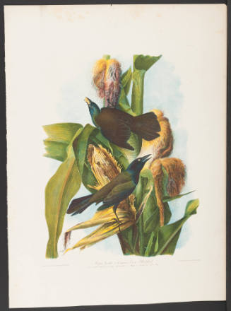 Purple Grackle or Common Crow Blackbird