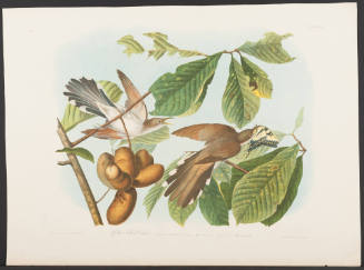Yellow-Billed Cuckoo