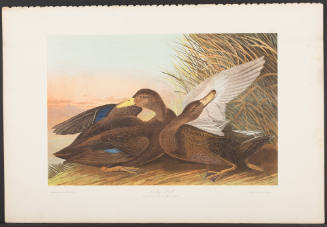Dusky Duck