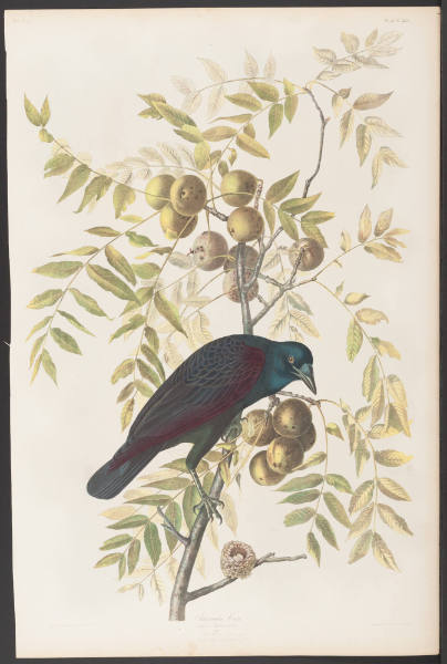 American Crow by Julius Bien