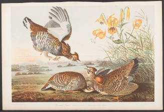 Pinnated Grouse