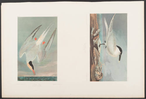 Arctic Tern and Sandwich Tern