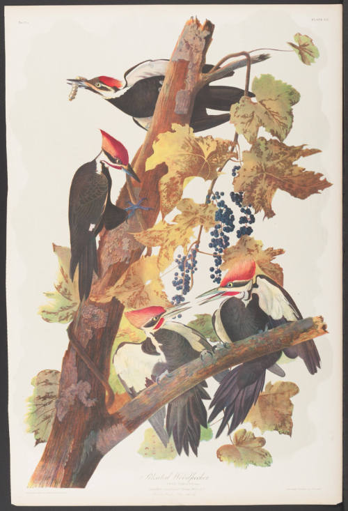 Pileated Woodpecker
