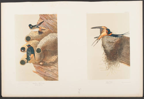 Republican or Cliff Swallow and Barn Swallow