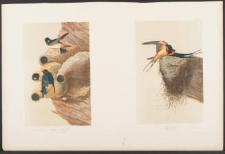Republican or Cliff Swallow and Barn Swallow