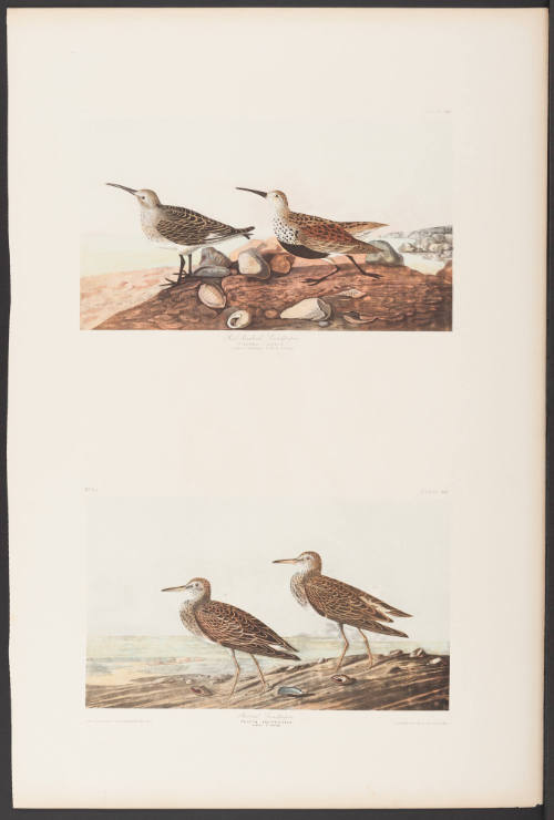 Red Back Sandpiper and Pectoral Sandpiper