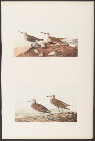 Red Back Sandpiper and Pectoral Sandpiper