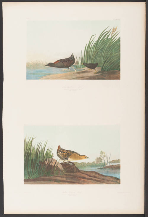 Least Water-Hen and Yellow-Breasted Rail