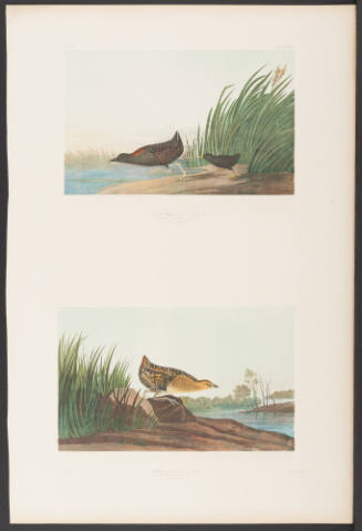 Least Water-Hen and Yellow-Breasted Rail
