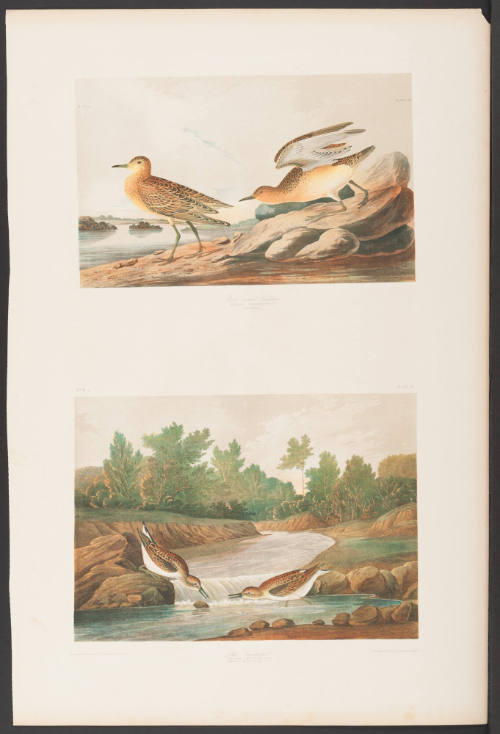 Buff Breasted Sandpiper and Little Sandpiper