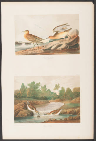 Buff Breasted Sandpiper and Little Sandpiper