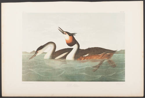 Crested Grebe