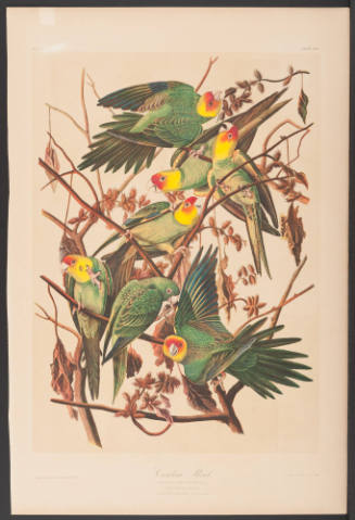 Carolina Parrot