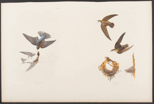 White-Bellied Swallow and American Swift
