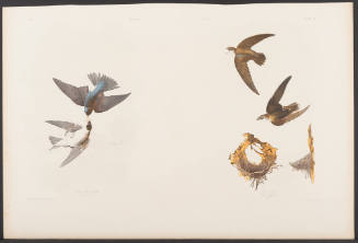 White-Bellied Swallow and American Swift