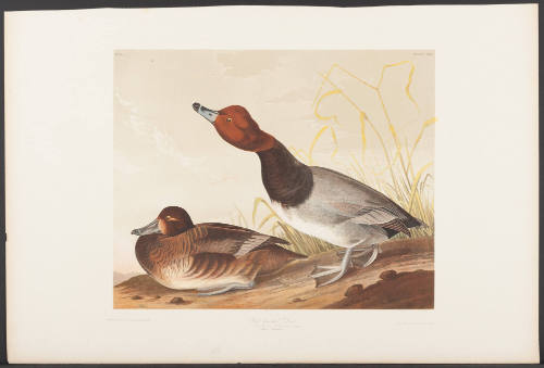 Red-Headed Duck