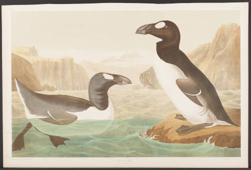 Great Auk