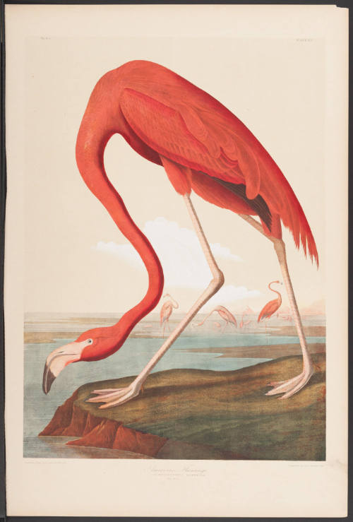 American Flamingo