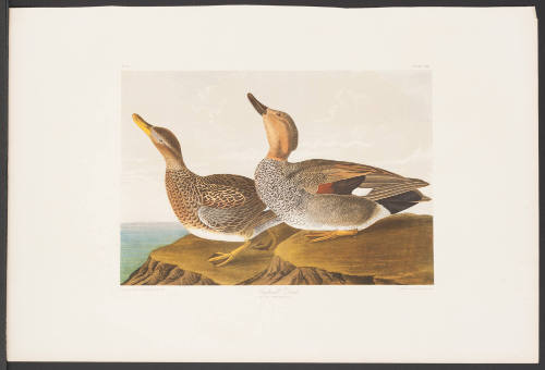 Gadwall Duck