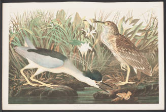 Night Heron or Qua Bird