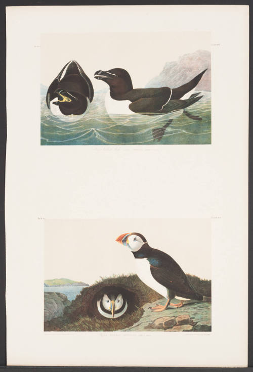 Razor Billed Auk and Puffin