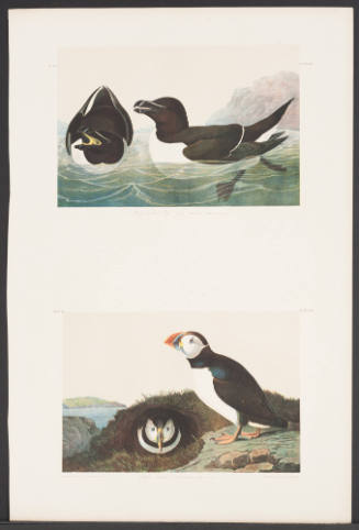 Razor Billed Auk and Puffin
