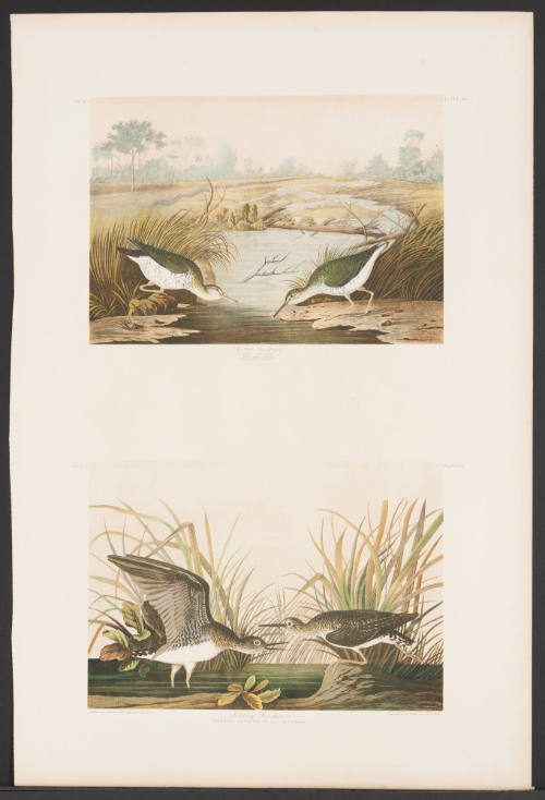 Spotted Sandpiper and Solitary Sandpiper