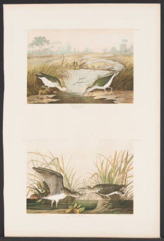 Spotted Sandpiper and Solitary Sandpiper