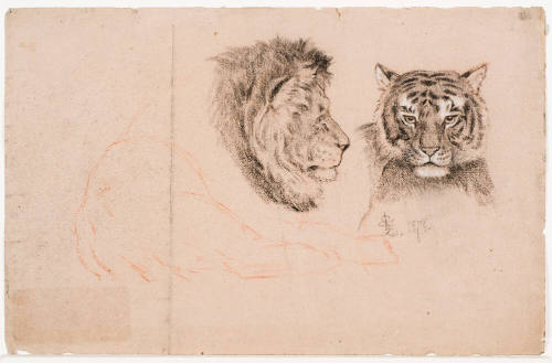Lion and Tiger