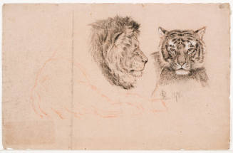 Lion and Tiger